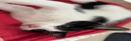 Mixed Breed cats for sale: Kittens male and female in Carmarthen - Advert 6