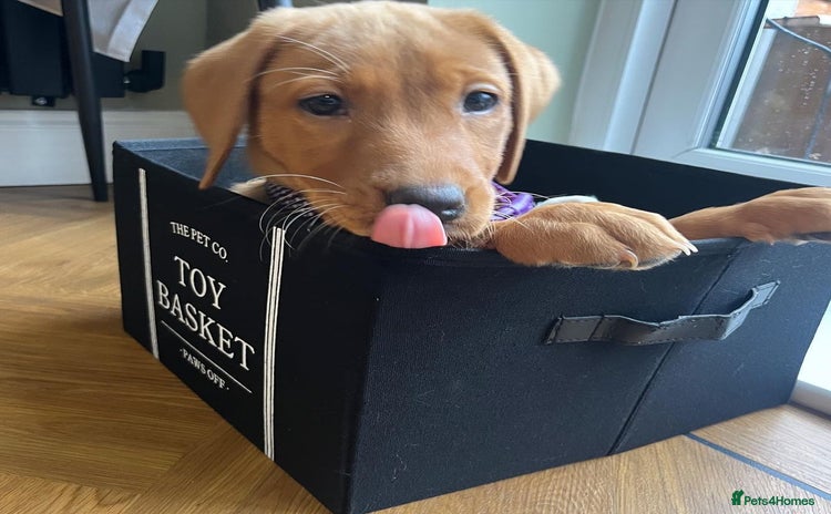 Labrador Retriever dogs - Advert 1