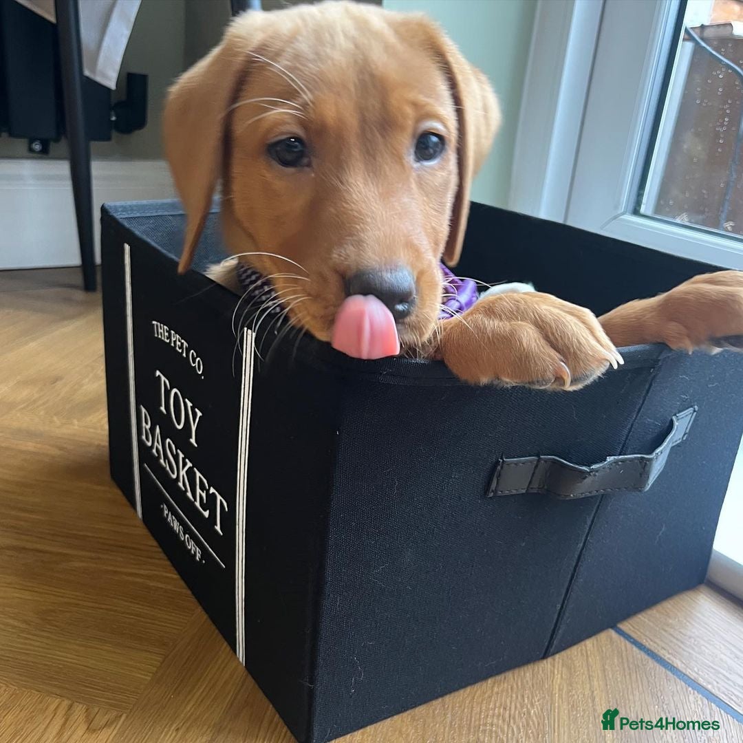 Labrador Retriever dogs for sale: Beautiful Labrador Bella 6 months old  - Image 1
