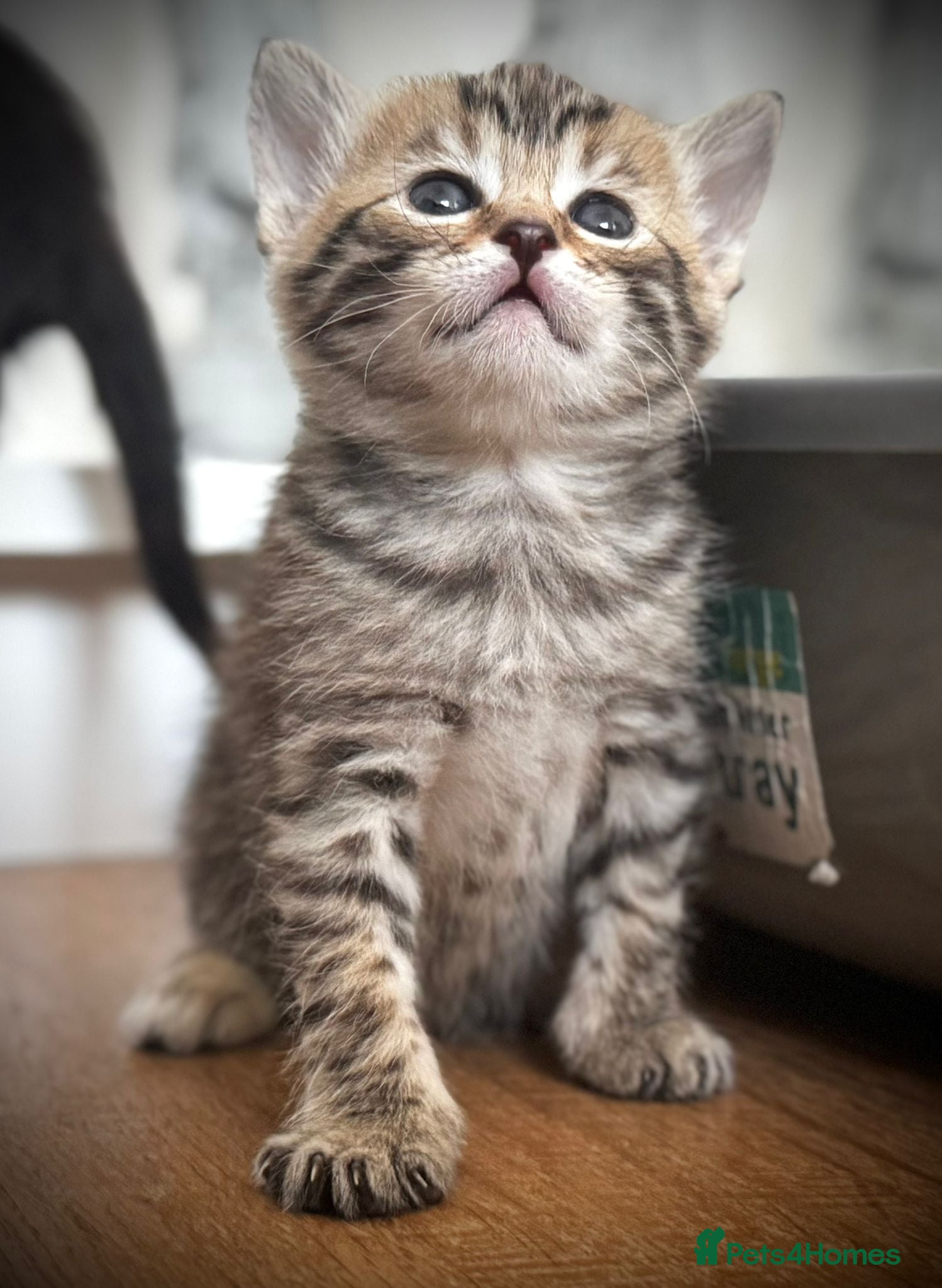 Ragdoll cats 🐾Only 4 Gorgeous Kittens Left🐾 - Advert 1