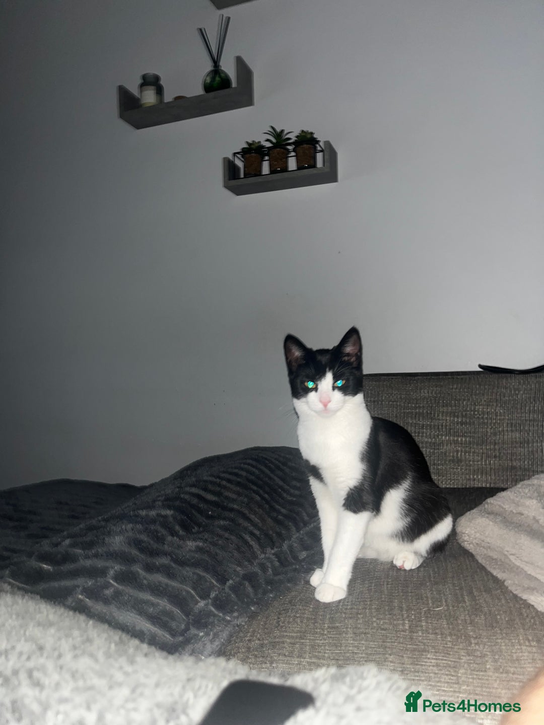 British Shorthair cats for sale: Cali Shorthair Cat - Advert 3