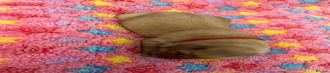 Labrador Retriever Puppy 3