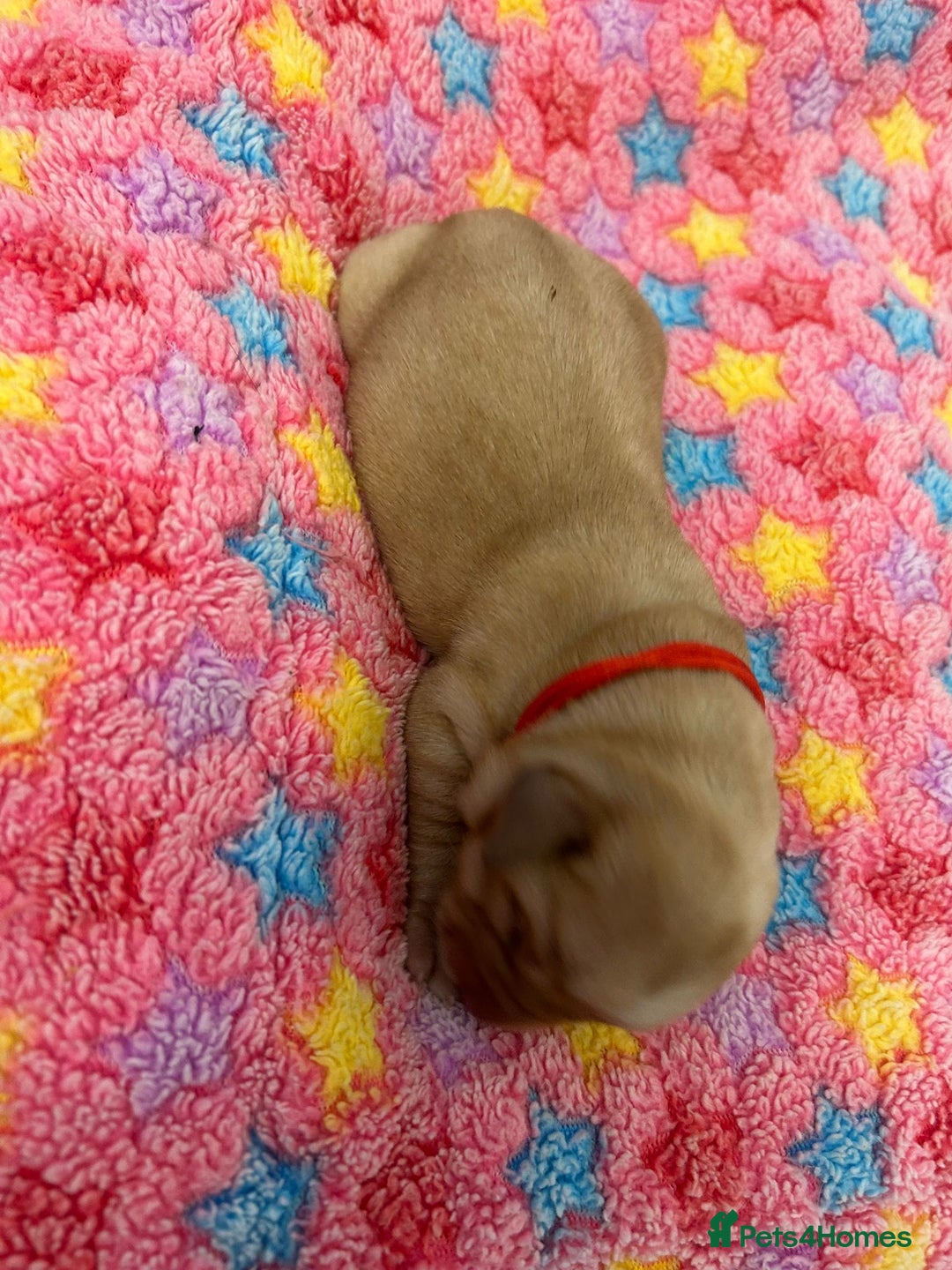 Labrador Retriever dogs for sale: Beautiful pedigree golden Labradors  - Image 5