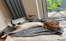 Arabian Mau cats for adoption: Two Bonded Rescue Cats for Adoption Together - Image 14