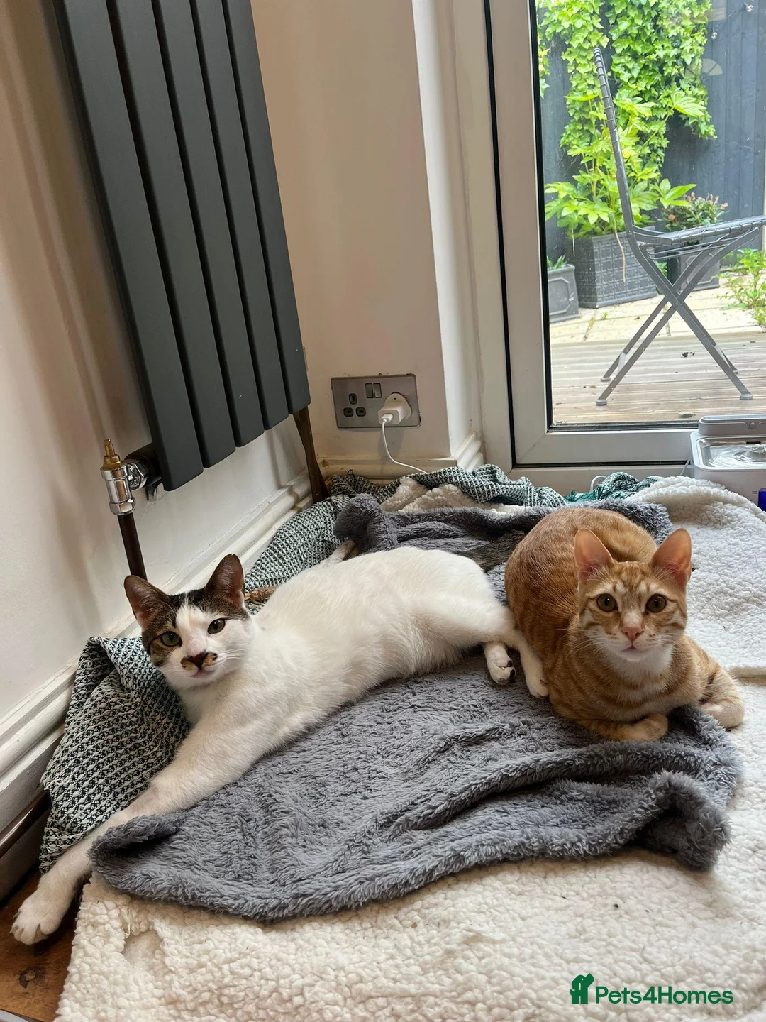 Arabian Mau cats for adoption: Two Bonded Rescue Cats for Adoption Together - Advert 14