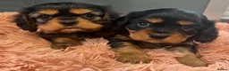 Cavalier King Charles Spaniel dogs for sale: 🐶 KC reg extensively health tested Cavalier 🐶  - Advert 28