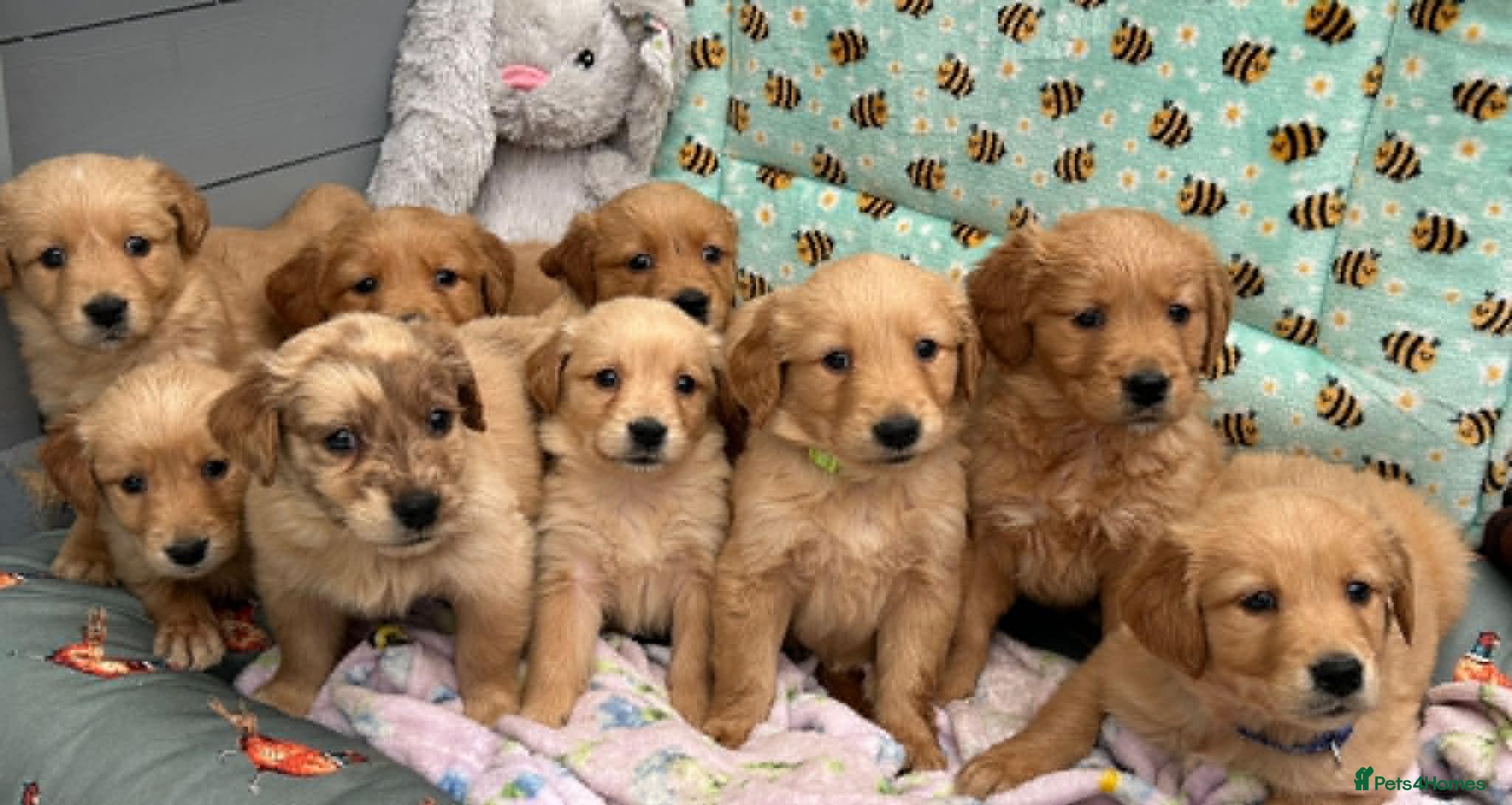 Golden Retriever dogs PERFECT LITTER KC REG HEALTH TESTED GOLDENS - Advert 1