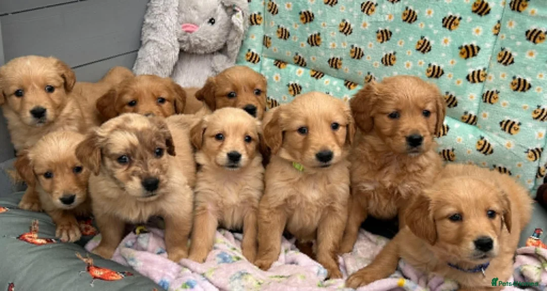 Golden Retriever dogs for sale: PERFECT LITTER KC REG HEALTH TESTED GOLDENS - Advert 1