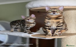 Bengal cats for sale: Clouded Mink Rosetted Bengal Girl - Image 14