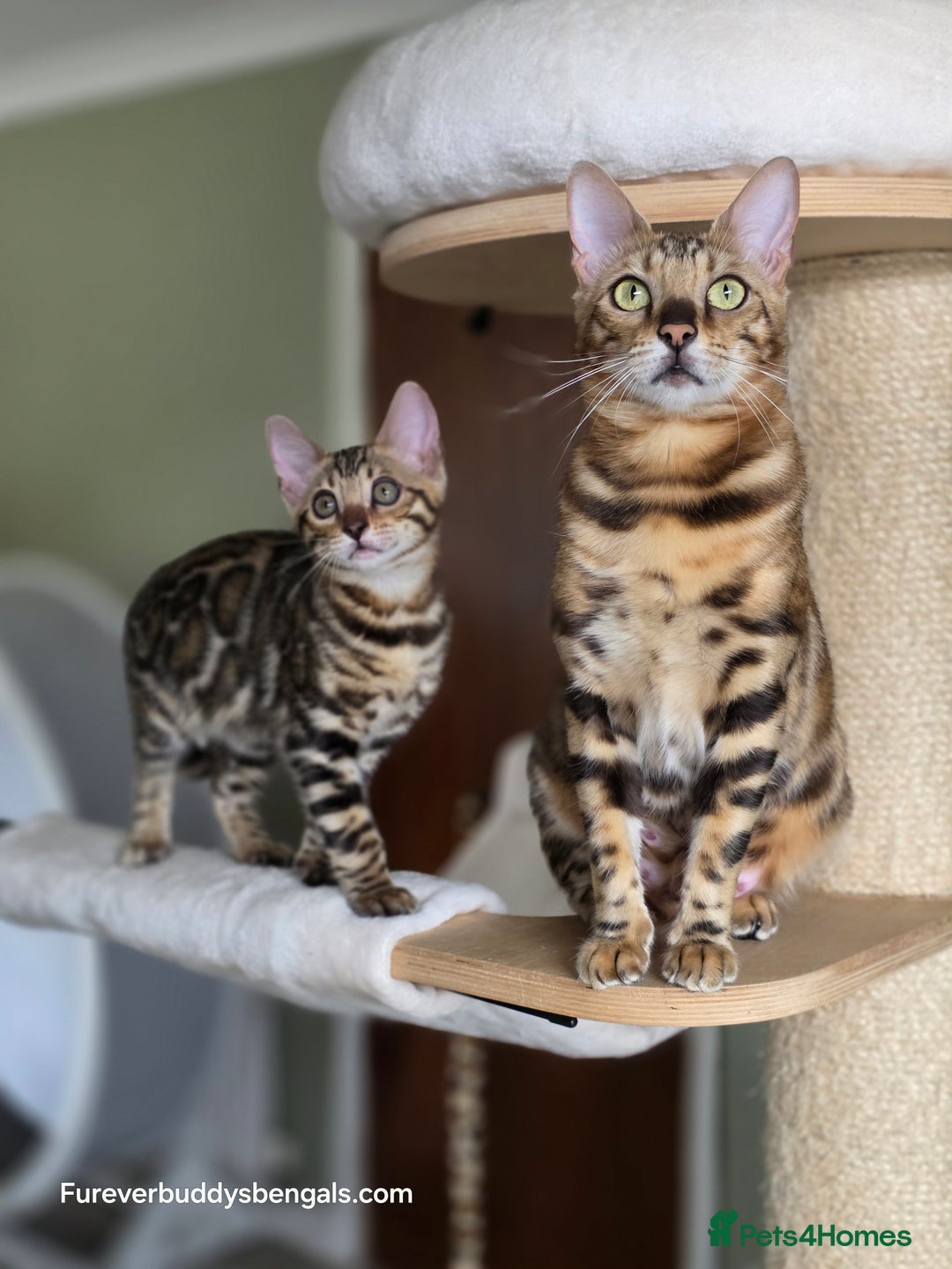 Bengal cats for sale: Clouded Mink Rosetted Bengal Girl - Image 14
