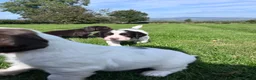 Sprocker dogs for sale: Sprocker Puppies - 4th generation.  - Advert 14