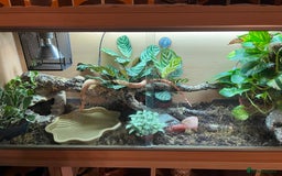 Boa Snake reptiles for sale: Sunglow boa constrictor c - Advert 5