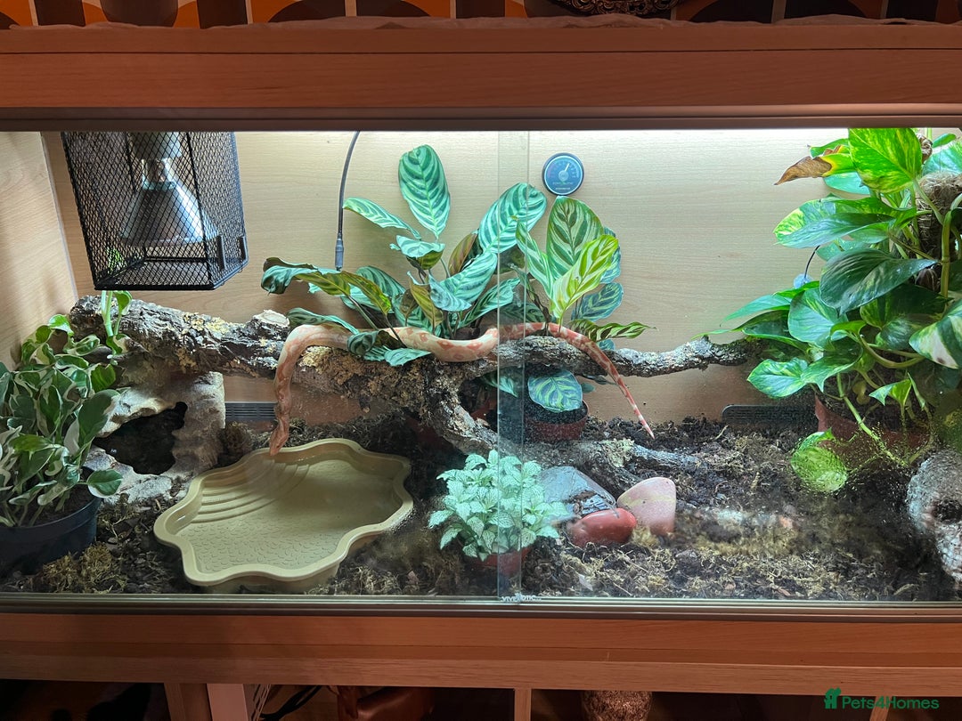 Boa Snake reptiles for sale: Sunglow boa constrictor c - Advert 5