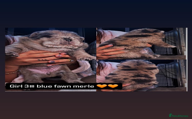 Chow Chow dogs - Advert 2