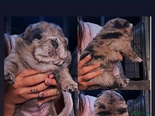 Chow Chow dogs for sale - Advert 1