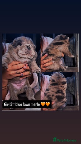 Chow Chow dogs - Advert 2