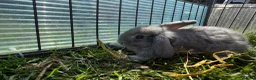 Mini Lop rabbits for sale: Litter of Mini lop Bunnies  - Advert 3