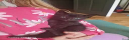 Mixed Breed cats for sale: Gorgeous 4 Kittens Looking for Their Forever Homes - Advert 2