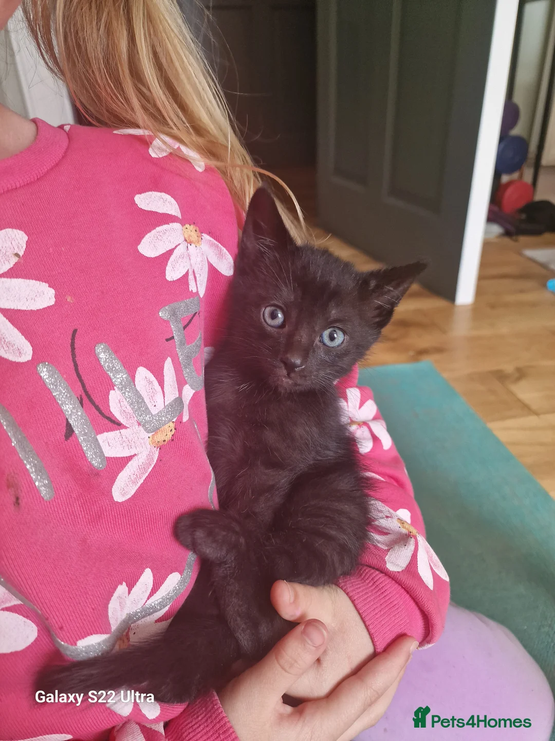 Mixed Breed cats for sale: Gorgeous 4 Kittens Looking for Their Forever Homes - Advert 2