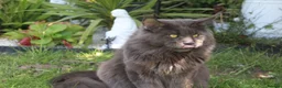Maine Coon cats for stud: GCCF Maine coon for stud  in Ipswich - Advert 2