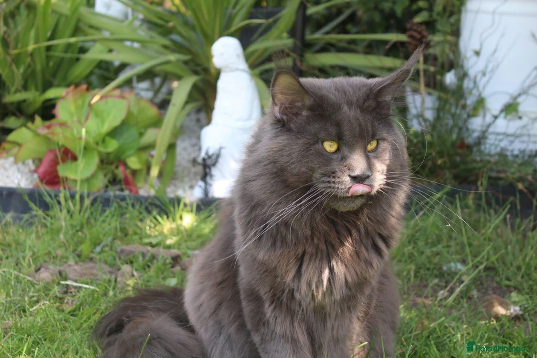 Maine Coon cats for stud: GCCF Maine coon for stud  in Ipswich - Advert 2