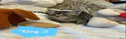 Mixed Breed cats for sale: 🩷Cross Maine Coone Kittens🩷 - Advert 10