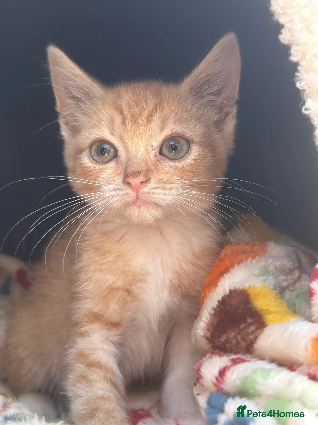British Shorthair cats for sale: Beautiful Unusual Kittens for sale - Advert 2