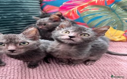 Lykoi cats for sale: Unique and adorable Lykoi kittens - Image 9