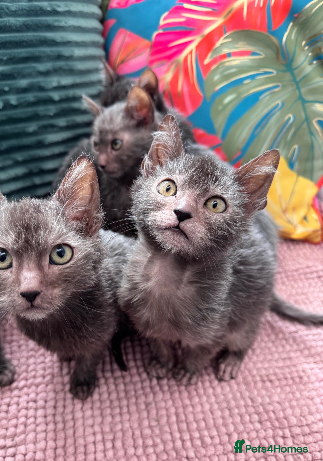 Lykoi cats for sale: Unique and adorable Lykoi kittens - Image 9