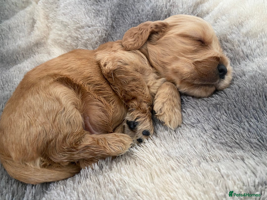 Cocker Spaniel dogs for sale: KC Reg Show Type Golden Cocker Spaniel puppies - Image 26