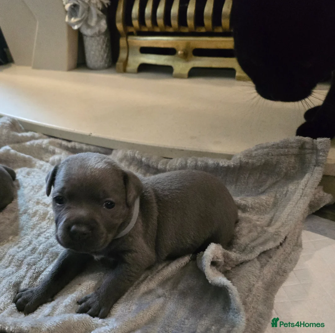 Staffordshire Bull Terrier dogs for sale: Stunning KC reg SBT BLUE PUPS - Advert 2