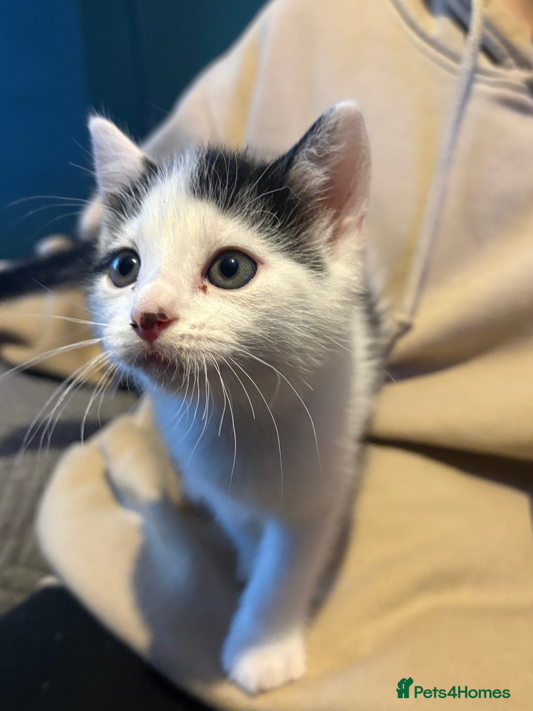 Mixed Breed cats for sale: Two kittens available for new homes  - Image 7