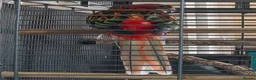 Parakeets birds for sale: Eastern Rosella (female) with cage £100 - Advert 4