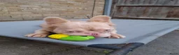 French Bulldog dogs for sale: Brother and sister for sale - Advert 5