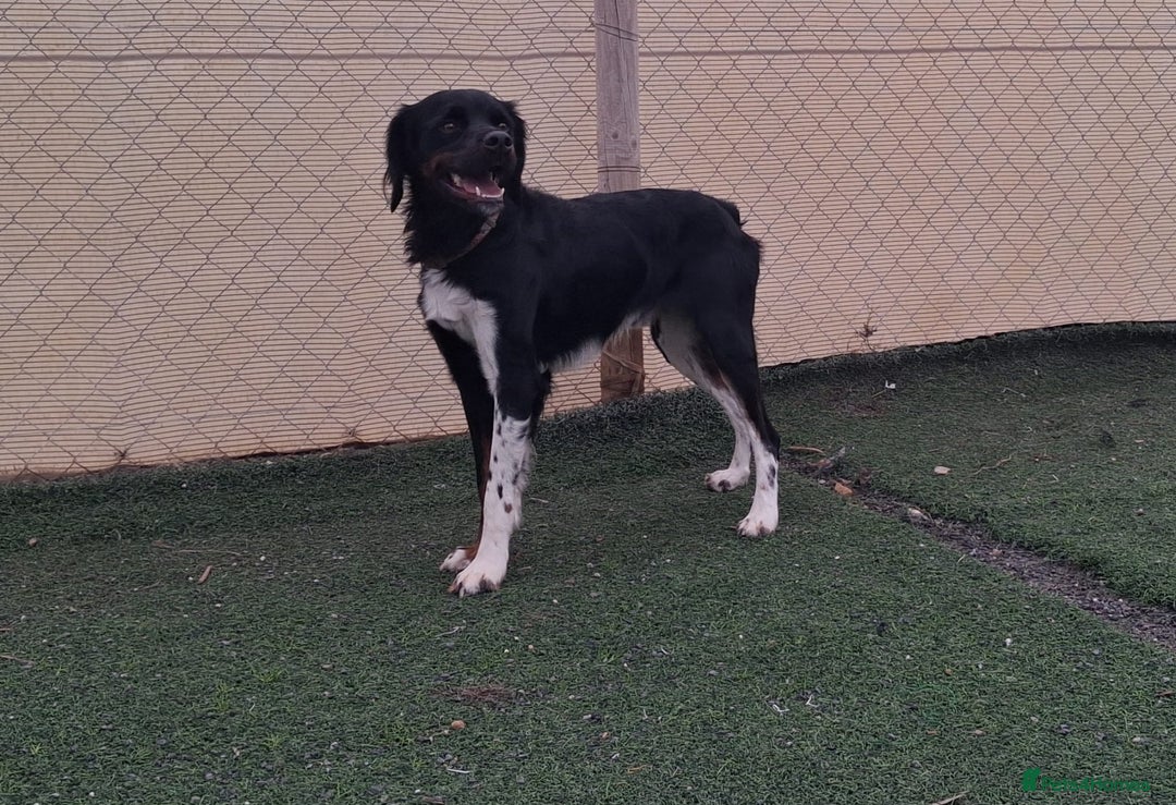 Mixed Breed dogs for adoption: Be BROODY's Best Friend.... - Advert 15