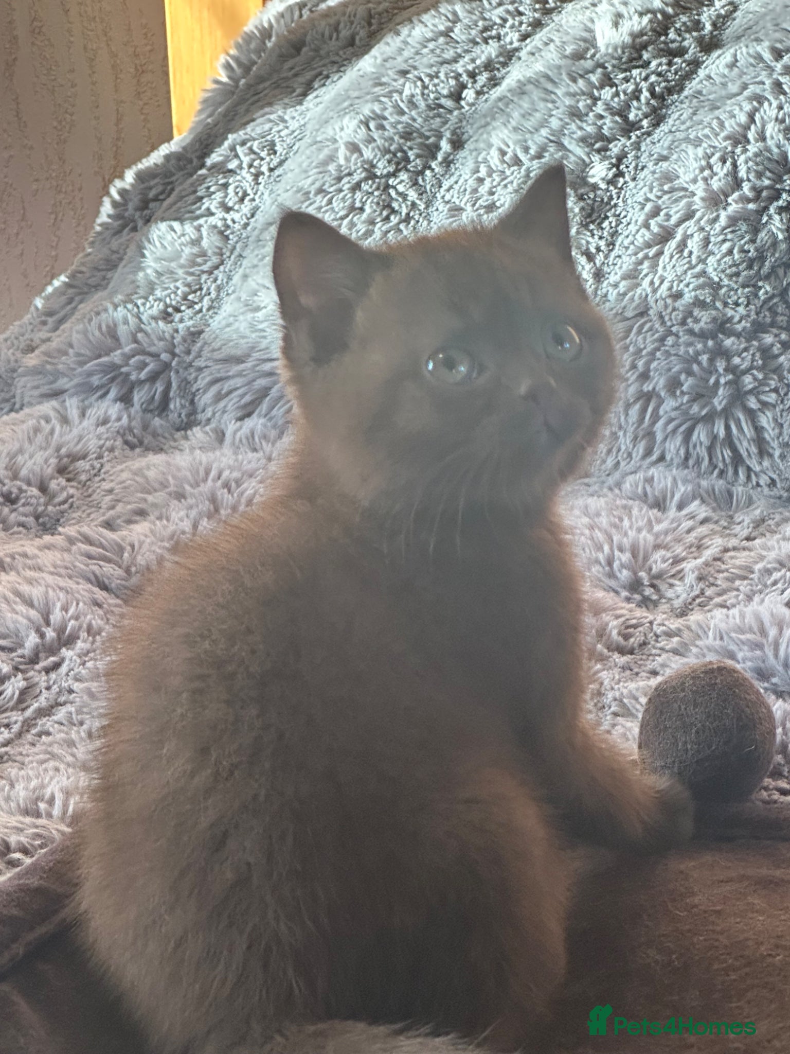 British Shorthair cats for sale: GCCF  registered Carriers cinnamon  color  - Advert 2