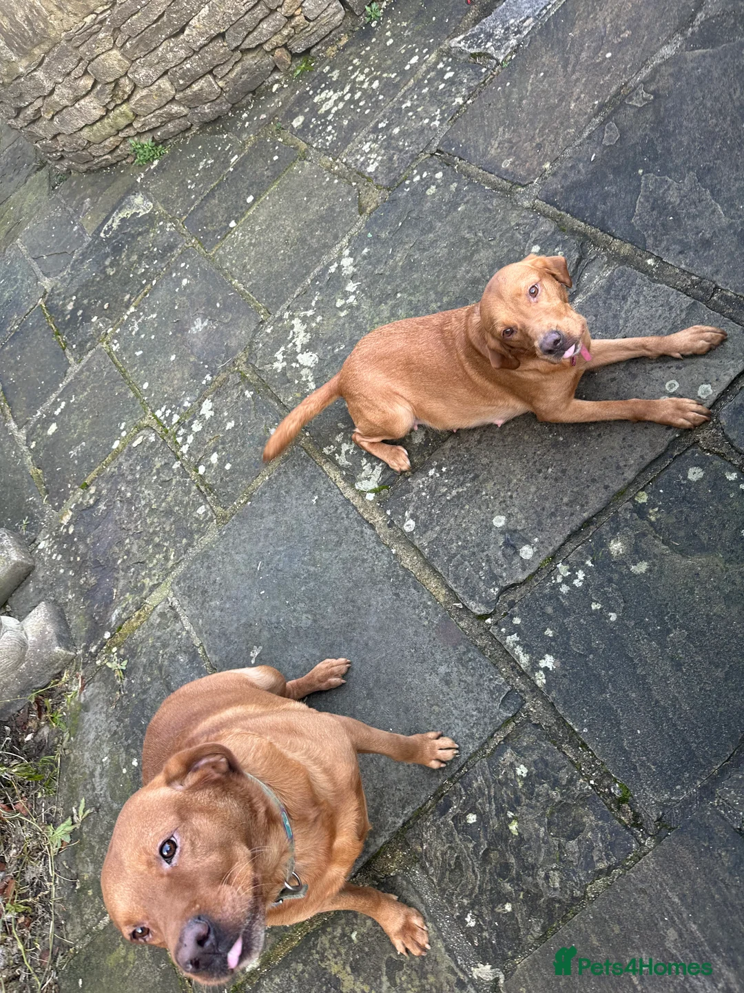 Labrador Retriever dogs for sale: KC Registered Fox Red Labrador Puppies  in Chipping Campden - Advert 4