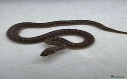 Python Snake reptiles for sale:  Children’s pythons hatchlings 50%het t+.         - Image 1