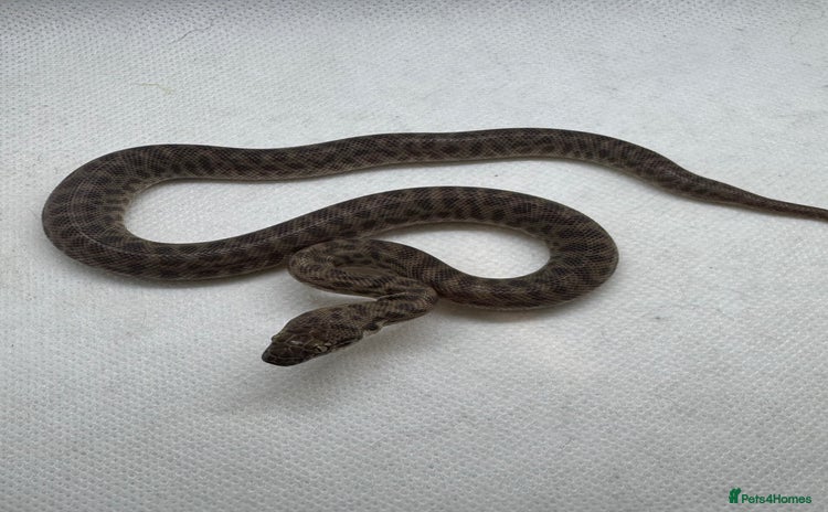 Python Snake reptiles - Advert 3