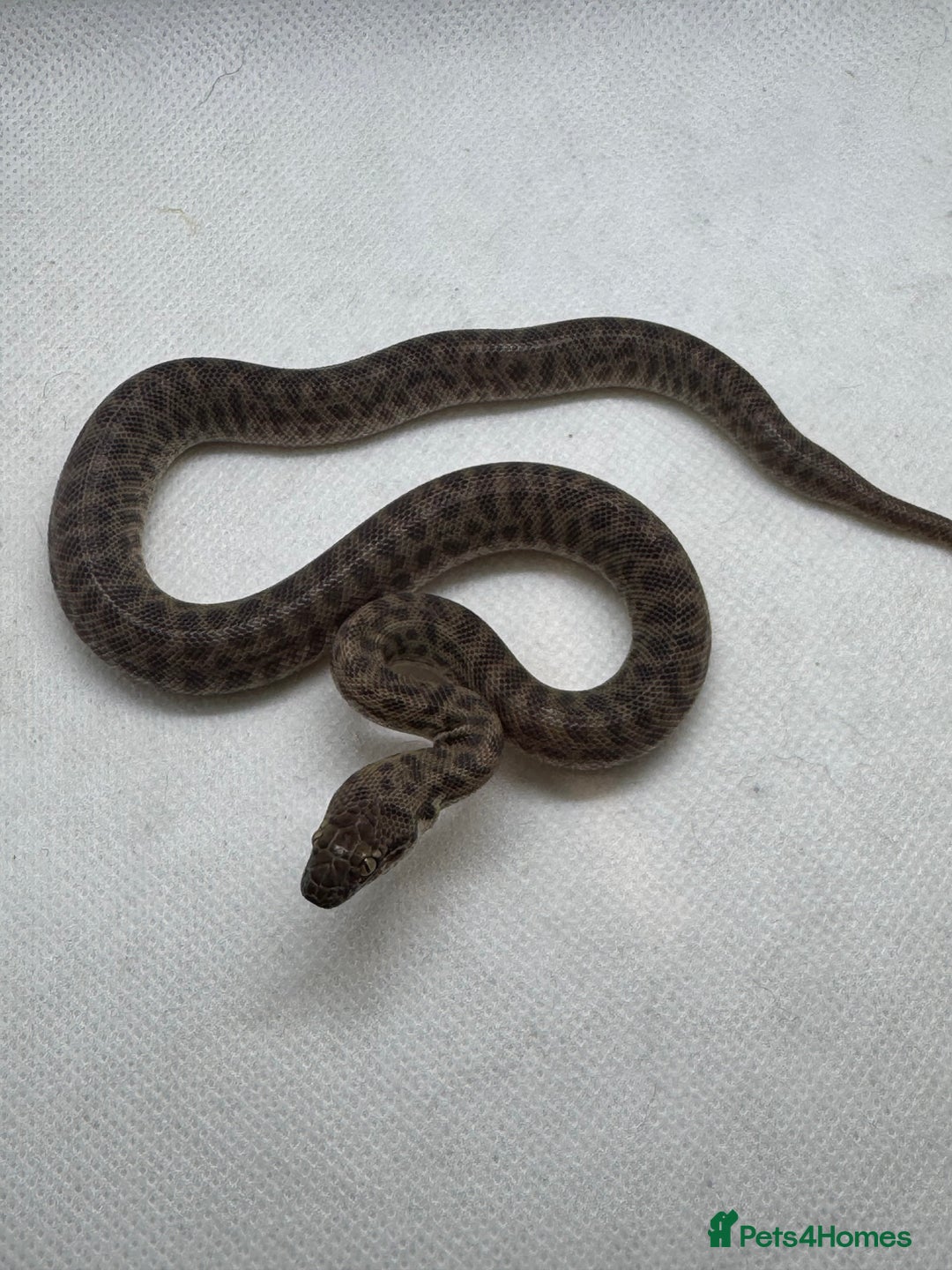 Python Snake reptiles for sale:  Children’s pythons hatchlings 50%het t+.         - Image 1