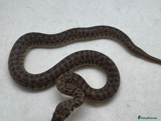 Python Snake reptiles - Advert 4