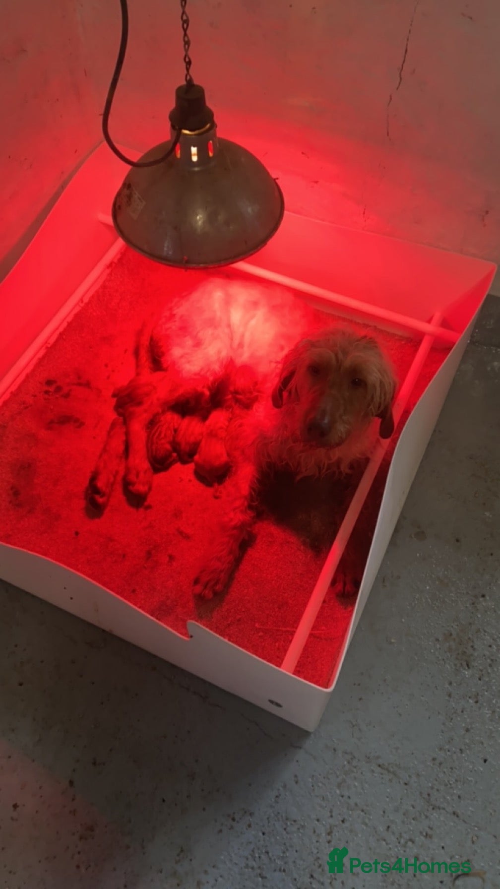 Hungarian Vizsla dogs Working wirehaired vizsla puppies for sale  - Advert 1