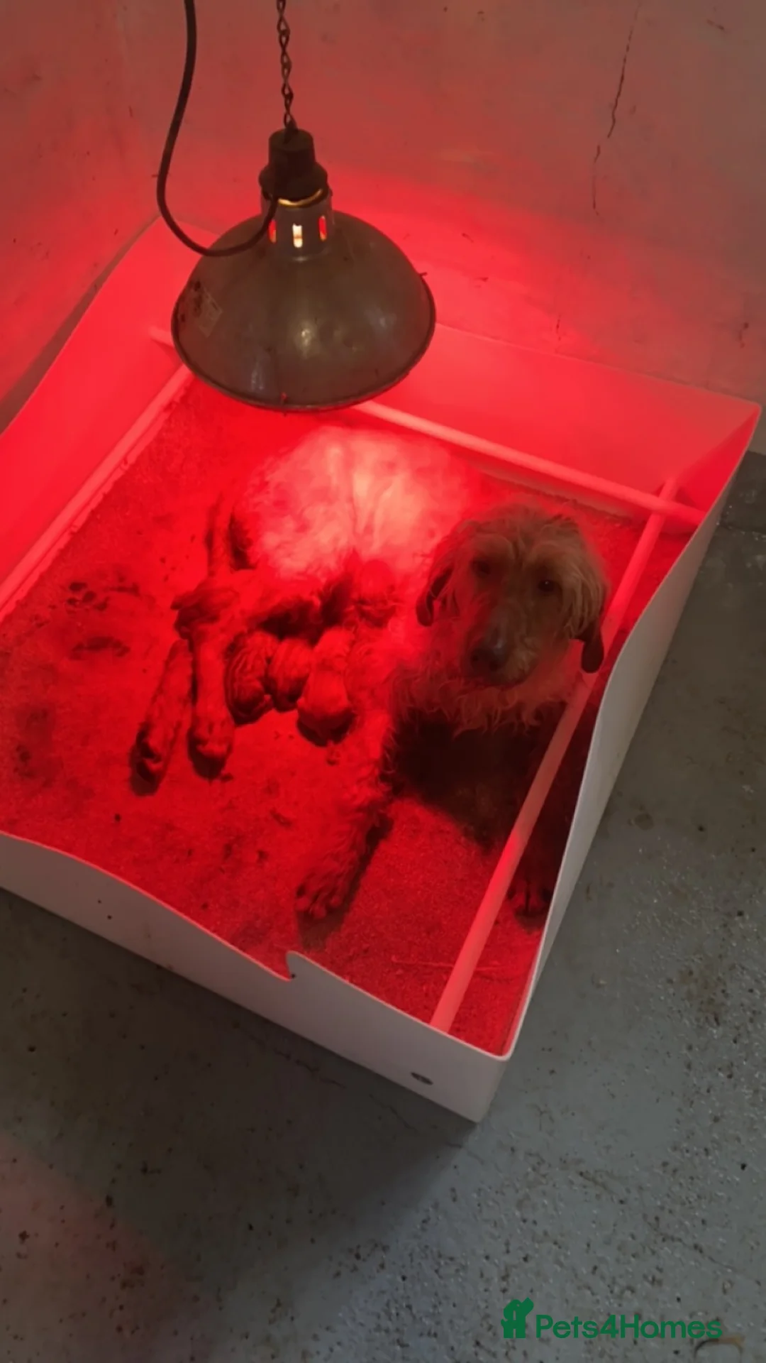 Hungarian Vizsla dogs for sale: Working wirehaired vizsla puppies for sale  - Advert 1