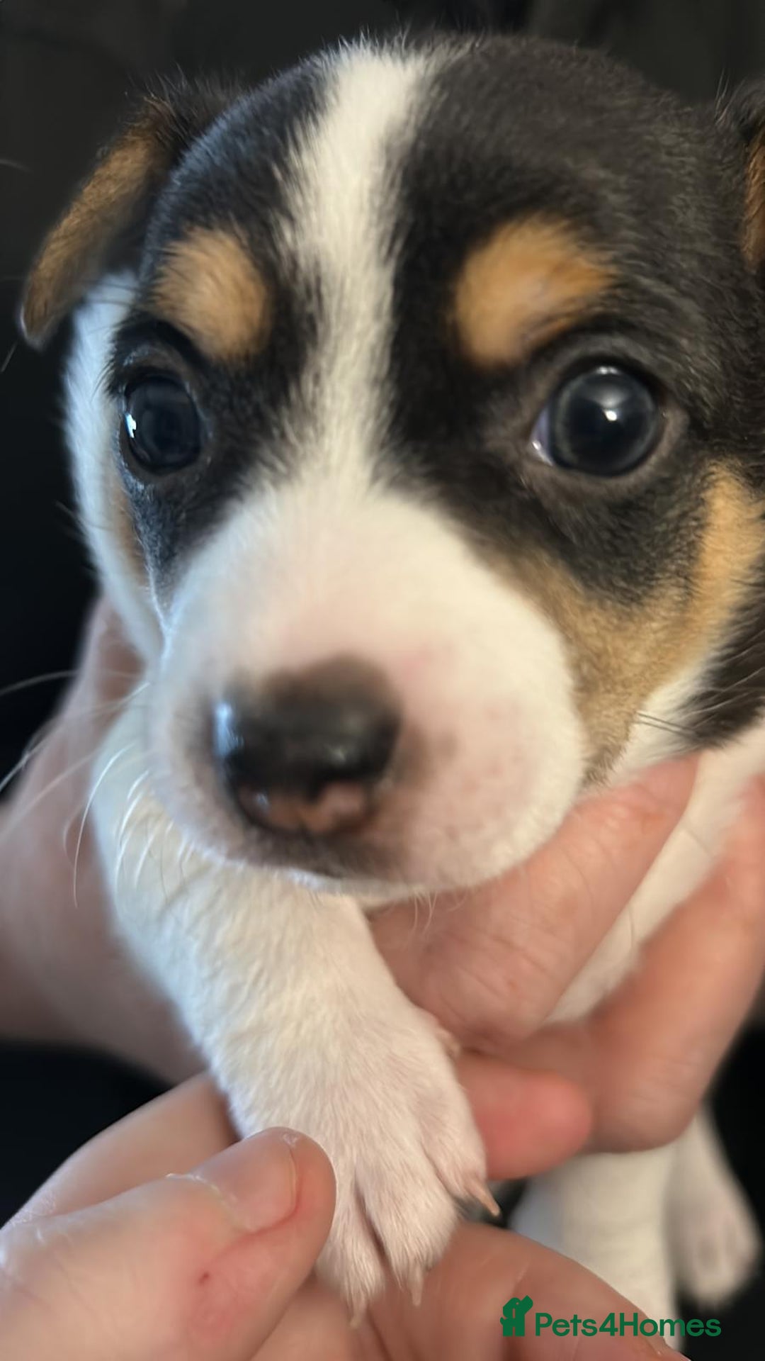 Mixed Breed dogs for sale: Jackawhah  - Advert 4