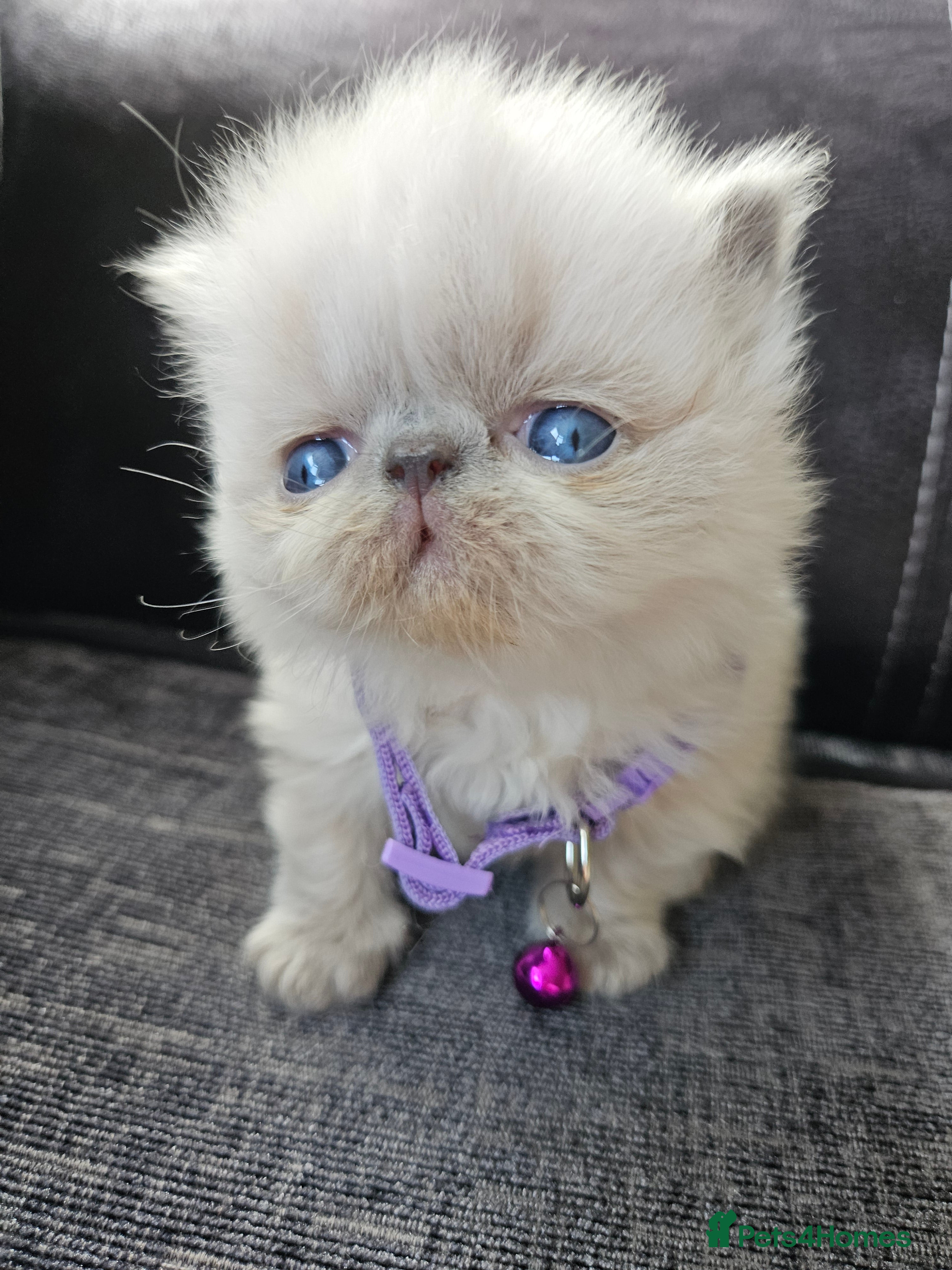 Persian cats 😻Stunning Pedigree Persian Kittens 😻 - Advert 2