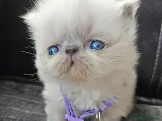 Persian cats 😻Stunning Pedigree Persian Kittens 😻 - Advert 2