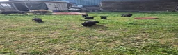 Mixed Breed dogs for sale:  Lovely  Malamute x black Labrador  puppies   - Advert 8