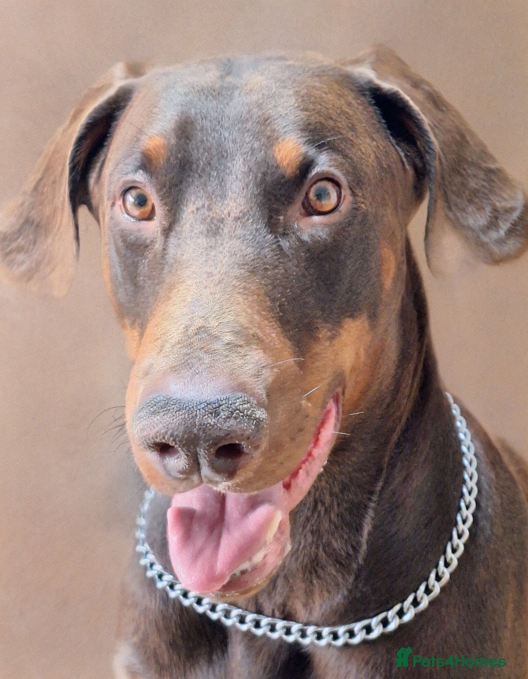 Dobermann dogs for stud: King Zeus -Ready for Stud - Advert 5