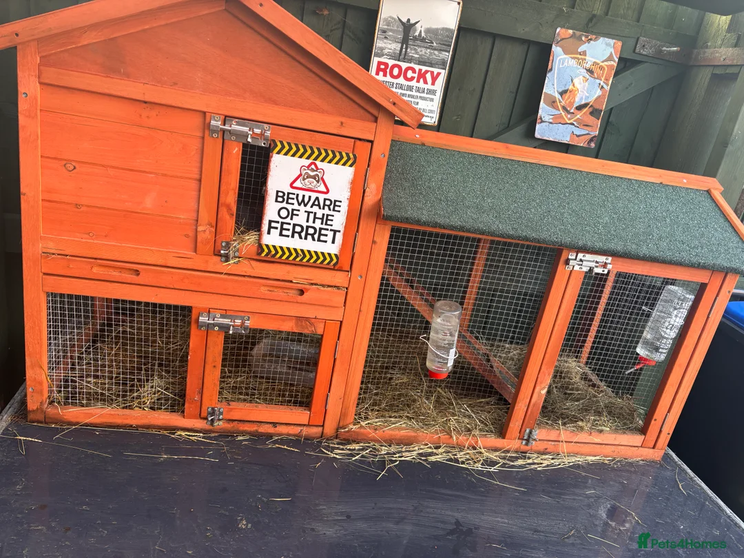 Ferret rodents for sale: Two partly hand tame male ferrets (Brothers) in Kenilworth - Advert 1