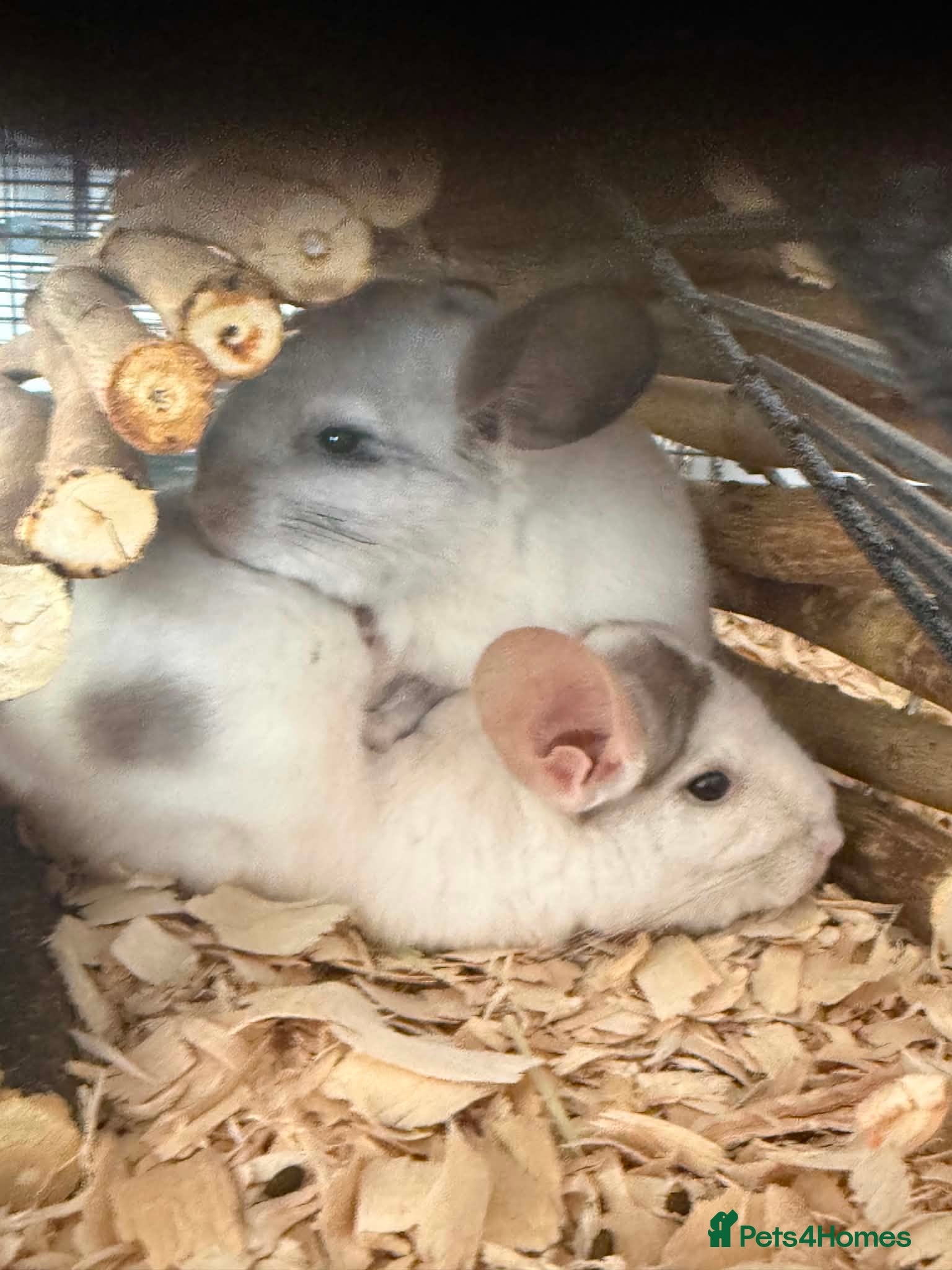 Chinchilla rodents 2 baby mosaic chinchillas (female) - Advert 6